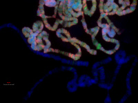 Chromosomes polytènes de drosophile