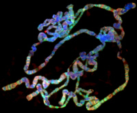 Chromosomes polytènes de drosophile