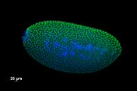 Divisions mitotiques synchrones chez un embryon de drosophile