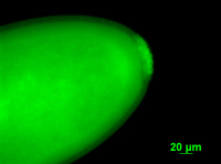 Immunolocalisation de la protéine Vasa dans un embryon de Drosophile