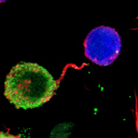 Transfert de virusVIH entre lymphocytes T