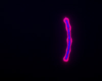Marquage de l'ADN et et de la capsule chez Bacillus anthracis
