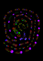 Levures Schizosaccharomyces pombe en fluorescence vues par microscopie confocale, montage.