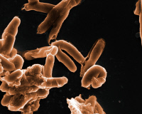 Mycobacterium tuberculosis, agent de la tuberculose, en microscopie électronique à balayage