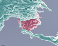 Interaction entre un lymphocyte et une cellule dendritique