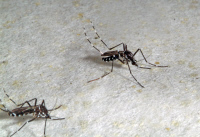 Aedes albopictus, moustique vecteur de la dengue et du Chikungunya