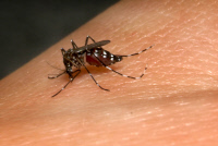 Aedes albopictus, moustique vecteur de la dengue et du Chikungunya