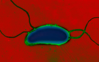 Vibrio cholerae - bactérie responsable du Choléra