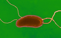Vibrio cholerae - bactérie responsable du Choléra