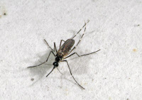 Moustique Aedes aegypti femelle dans un insectarium