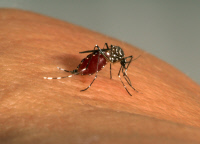Repas de sang d'Aedes aegypti femelle