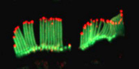 Détection de la whirline par un anticorps spécifique (coloration rouge) dans les cellules sensorielles de l'oreille d'une souris de 12 jours. 