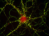 Neurone et ses connexions synaptiques.