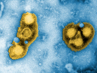 Virus Chikungunya