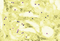 Virus de la dengue type 1 infectant des cellules neuronales murines
