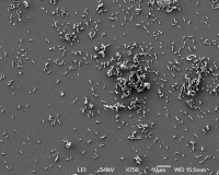Yersinia pestis en microscopie electronique à balayage