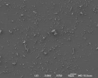 Yersinia pestis en microscopie electronique à balayage