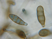 Dictyospores du champignon filamenteux Alternaria alternata