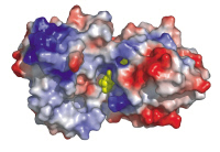 Protéine PimA de Mycobacterium tuberculosis.