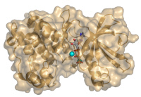 Protéine PknB protéine kinase de Mycobacterium tuberculosis