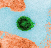 Virus de la dengue type 1 (en vert) infectant des cellules neuronales murines