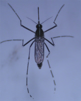 Aedes polynesiensis femelle