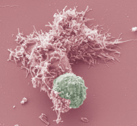 Interaction cellule dendritique lymphocyte HTLV-1