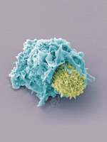 Contact entre une cellule dendritique et un lymphocyte