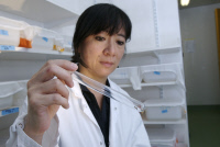 Anna-Bella Failloux, unité Génétique moléculaire des Bunyavirus - portrait 2008