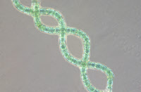Cyanobactérie Arthrospira souche PCC 7345