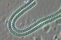 Cyanobactérie Spirulina souche PCC 9445
