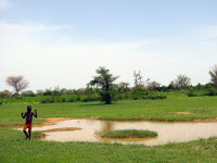 Mare à Banizoumbou (Sud-Ouest du Niger) - Gîte de moustiques Anopheles