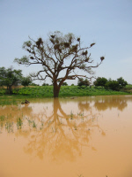 Gîte de moustiques Anopheles au Niger