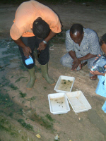 Collecte de larves de moustiques Anopheles à Tessaoua au Niger