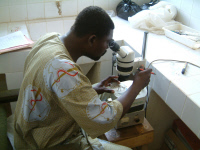 Observation de moustiques au CERMES Niger