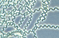 Cyanobactérie souche PCC 9318