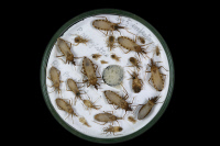 Trois espèces de punaises hématophages vectrices de Trypanosoma cruzi