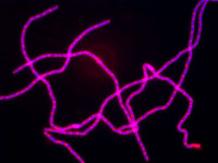 Filaments de cellules de Bacillus subtilis observées par microscopie à fluorescence
