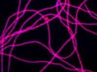 Filaments de Bacillus subtilis