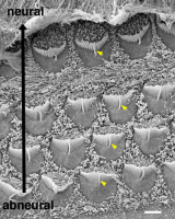 Vue en microscopie électronique à balayage d'une partie de l'organe de Corti chez une souris âgée de 2 jours.