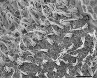 Touffes ciliaires des cellules sensorielles