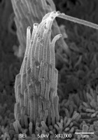 Touffe ciliaire d'une cellule ciliée vestibulaire de l'oreille interne de souris