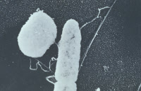 La conjugaison de deux bactéries Escherichia coli, observée en microscopie électronique, montrant le pont très étroit qui relie les bactéries mâle et femelle