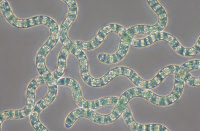 Cyanobactérie Arthrospira souche PCC 9223