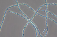 Cyanobactérie Planktothrix souche PCC 9625