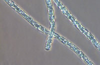 Cyanobactérie Planktothrix souche PCC 9625