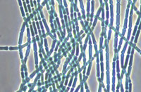 Cyanobactérie Pseudanabaena souche PCC 7403