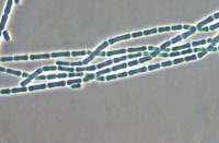Cyanobactérie Pseudanabaena souche PCC 7403