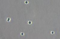 Cyanobactérie Synechocystis souche PCC 8932