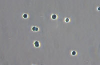 Cyanobactérie Synechocystis souche PCC 8932.
